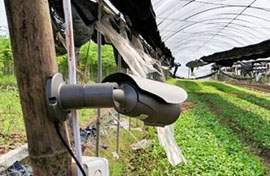 Người Sài Gòn lắp camera giám sát trồng rau sạch